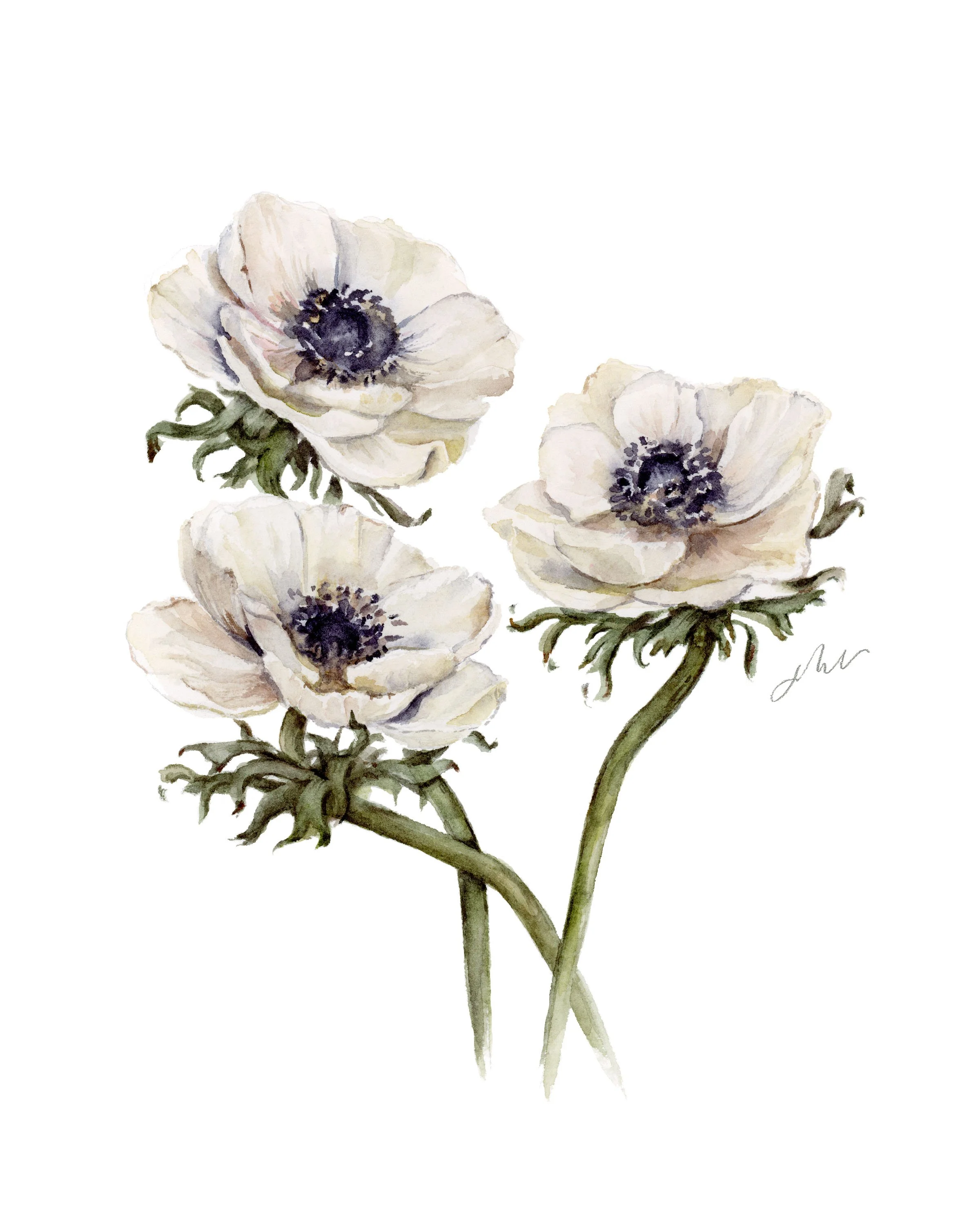 Anenome+-+mockup.jpg?format=1500w